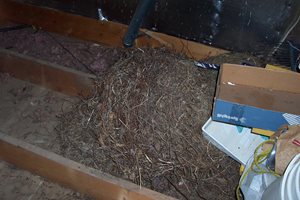 house mouse nest